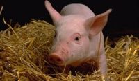 Streptococcosis in pigs