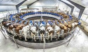 Стаття: Обзор технологий роботизированного доения коров