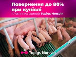 Новина: Купуйте племінних свиней Topigs Norsvin та отримайте компенсацію до 80%