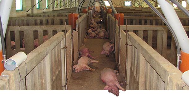 The mass death of pigs