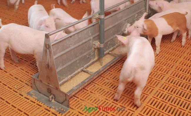 Liquid feeding of pigs on growing
