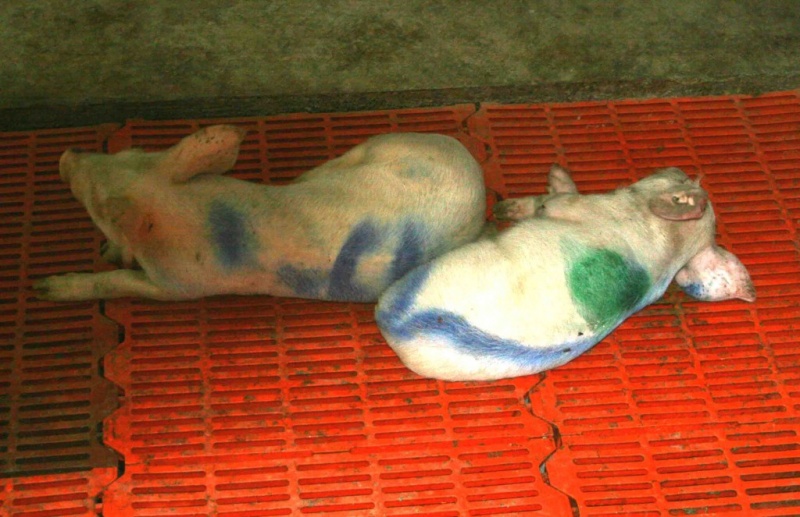 Figure 4. Piglets with CNS involvement in streptococcosis.