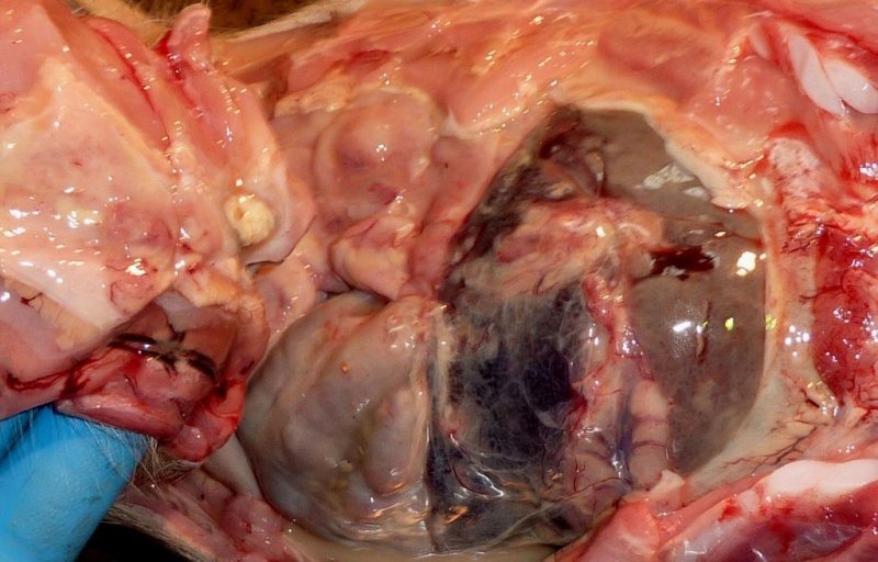 Figure 2. Purulent foci of inflammation in place of the umbilical cord. Filaments of fibrin on the liver.