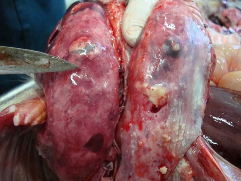Figure 6. Ulcers in the lungs.