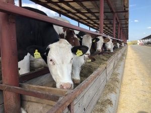 Послуга: Комплексні послуги в тваринництві (молочне скотарство)