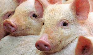Инвестиционная привлекательность свиноводства с 2019 года станет выше птицеводства