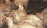 Counteraction to heat stress in poultry farming