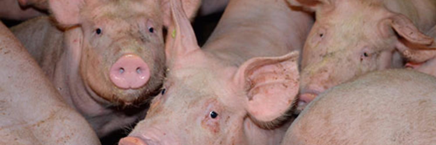 Use of acidulants in pig and poultry farming