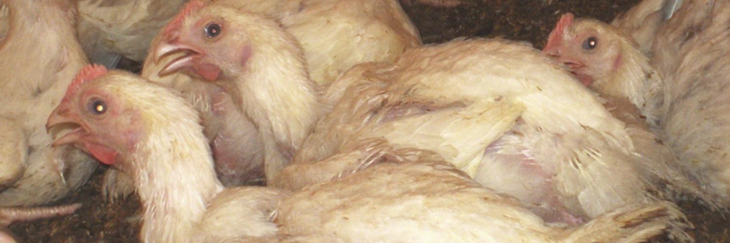 Counteraction to heat stress in poultry farming