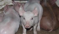Стаття: 10 способов удешевления кормления свиней