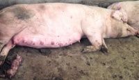 Кетоз свиноматок-патология несбалансированого кормления
