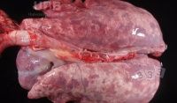 Mycoplasmosis of pigs: causes and prevention