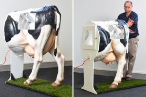 Технология искусственного осеменения коров и телок