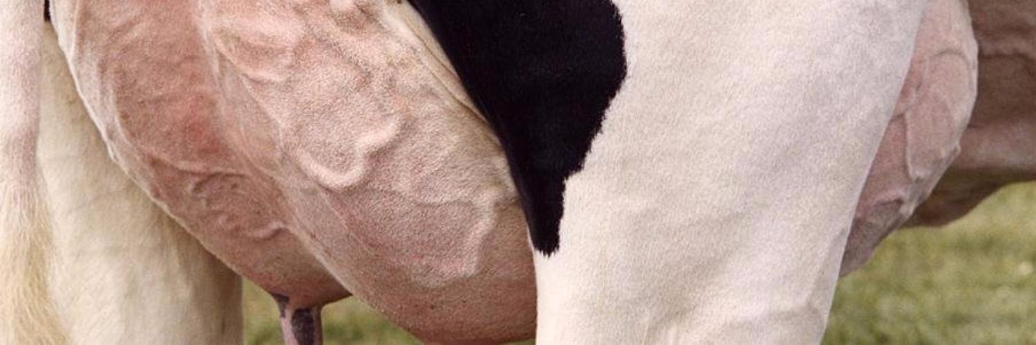 Mastitis from a practical point of view