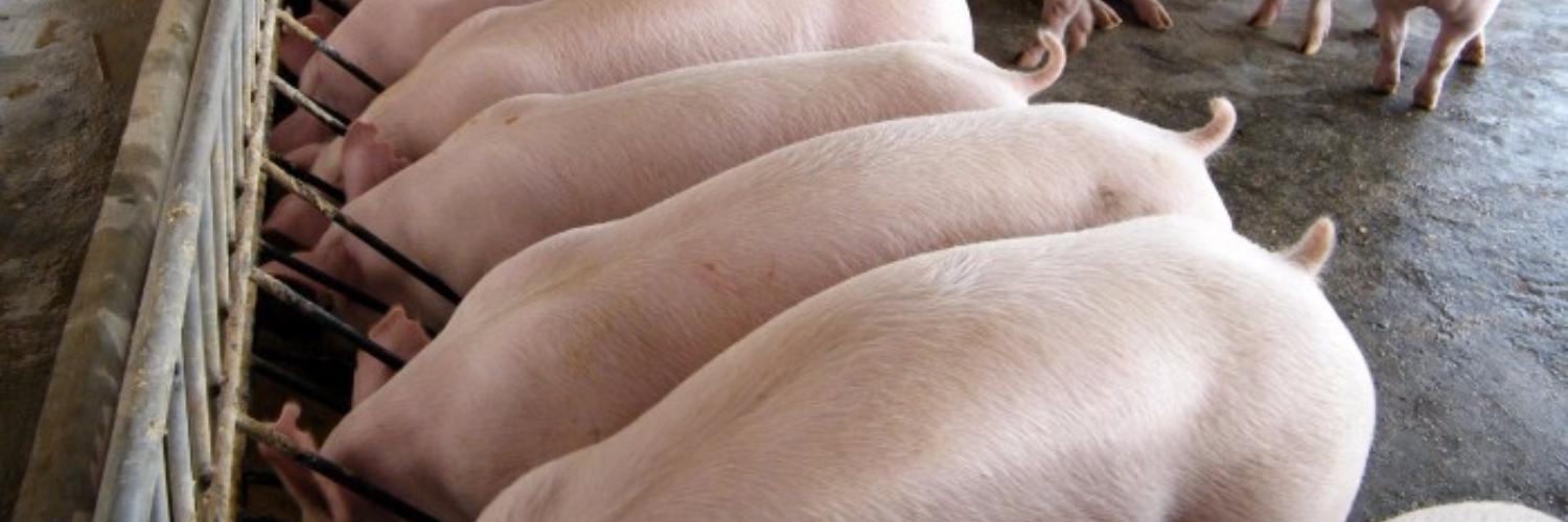 Стаття: Стимуляторы роста для свиней