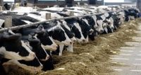 Особенности кормления коров в транзитный период
