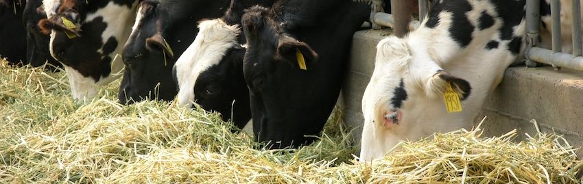 Послуга: Комплексні послуги в тваринництві (молочне скотарство)
