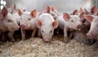 Стаття: Отечная болезнь свиней – как не допустить?