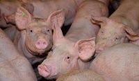 Use of acidulants in pig and poultry farming