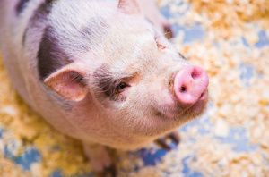 Новина: Чому Україна зазнає великих збитків від Африканської чуми свиней