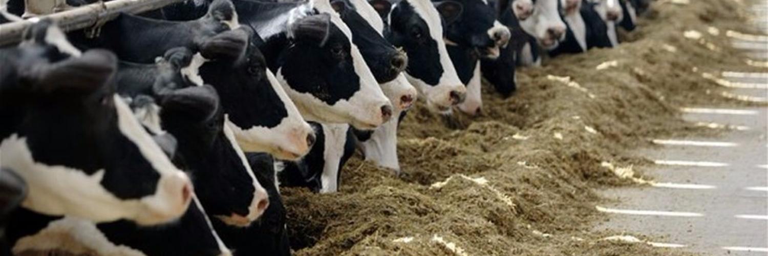 Стаття: Особенности кормления коров в транзитный период