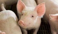 Clostridiosis of piglets is worth knowing