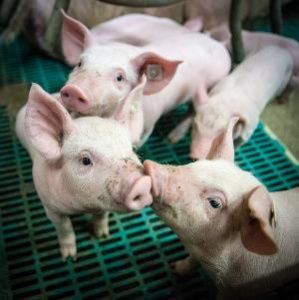 Стаття: “Нове свинарство 2025” стартує в Україні