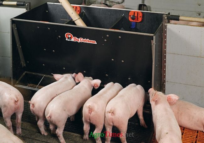 Dry feeding of pigs for fattening