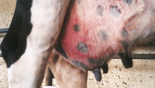 Clinical bovine mastitis
