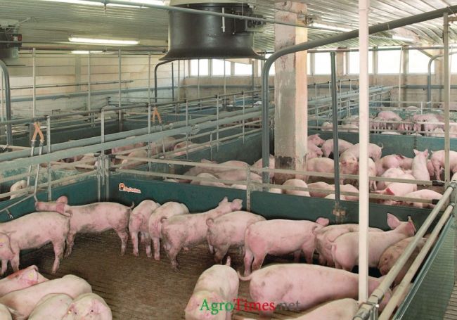 Содержание свиней при жидком кормлении