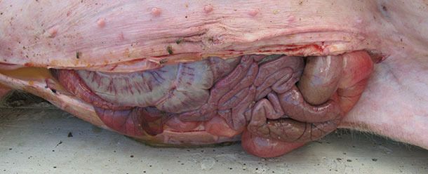 Vascular hyperemia in the small and large intestine