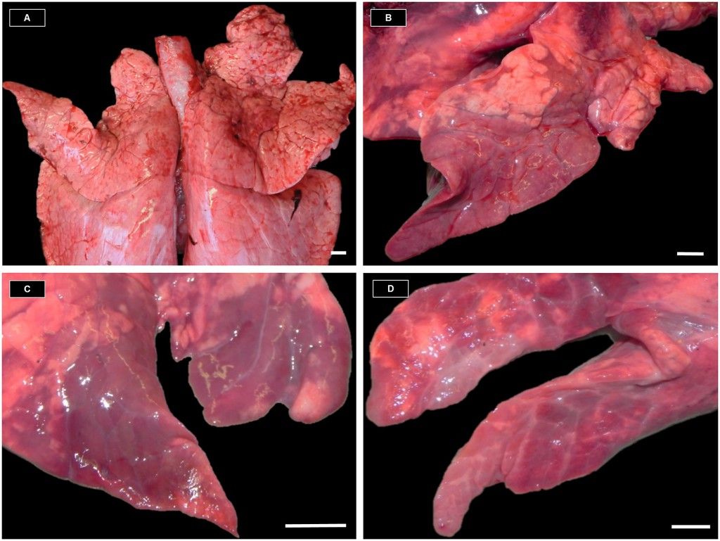 At slaughter lung lesion is detected in 30 to 100% of the lungs