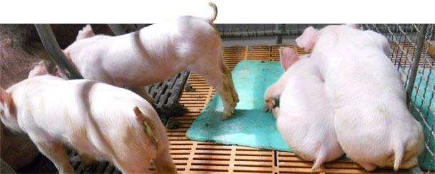Diarrhea in piglets yellow-white without significant exhaustion and death
