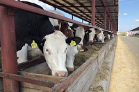Комплексні послуги в тваринництві (молочне скотарство)