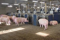 Complex services in livestock breeding (pig breeding)